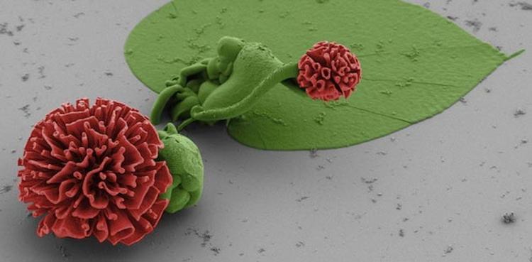 mikroskopsko cvijece