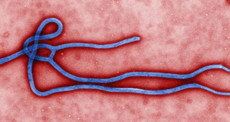 ebola virus 620x330