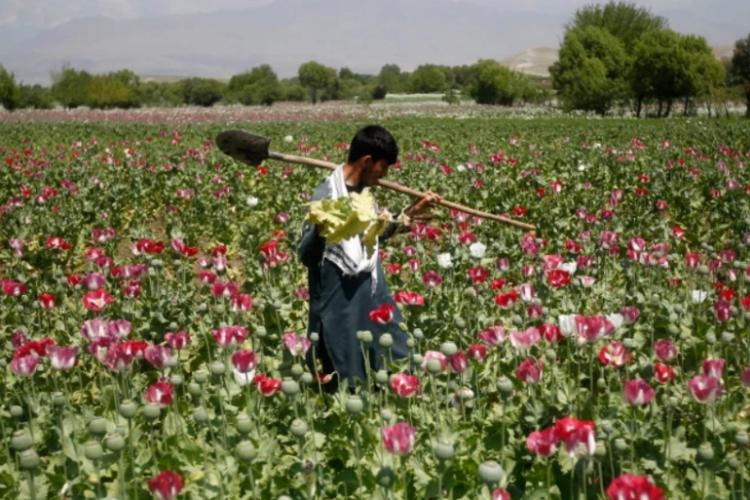afganistan opium