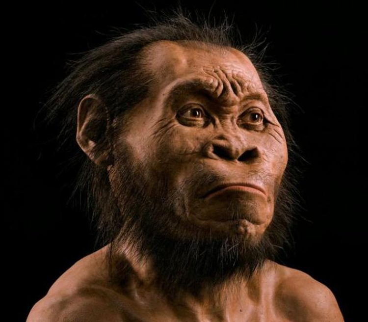 hominidi