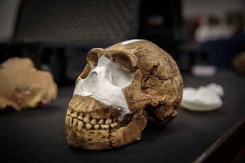 otkrili novog ljudskog pretka homo naledi pokapao je mrtve 504x335 20150936 20150910111215 4ecb5500f1b1a209380e2c24394bfa69