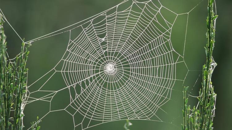 6849391 spider web