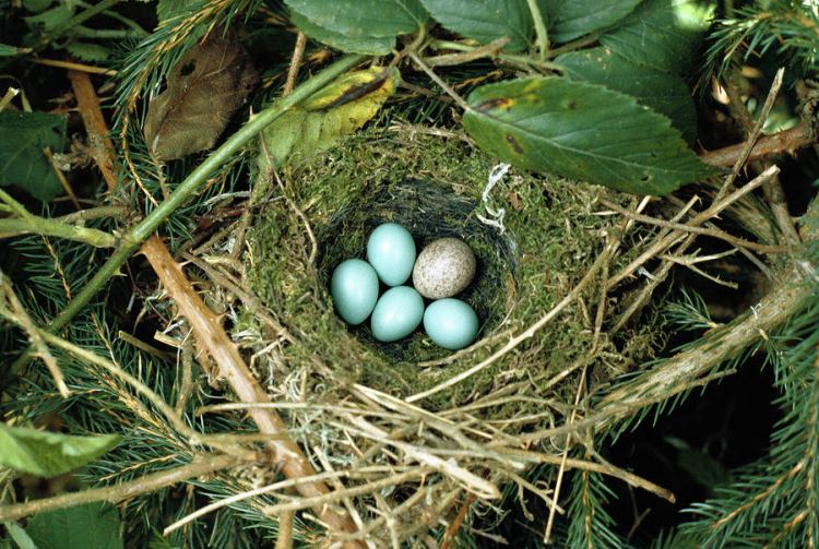 common cuckoo cuculus canorus egg laid jean hall