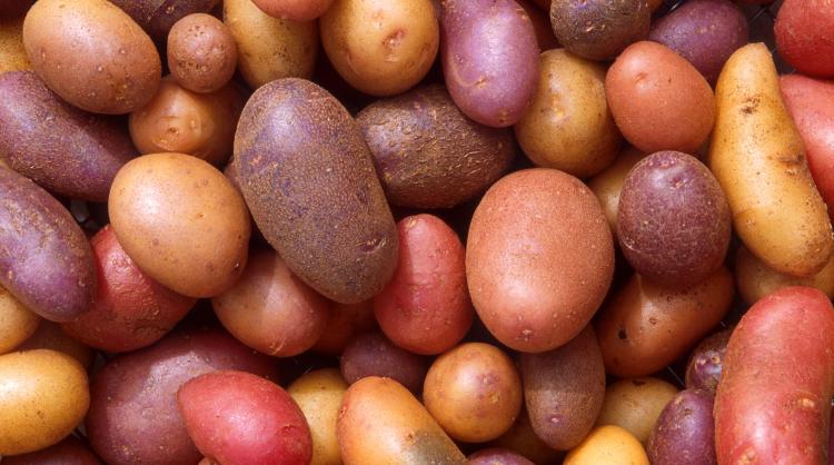 krumpiri Scott Bauer USDA ARS