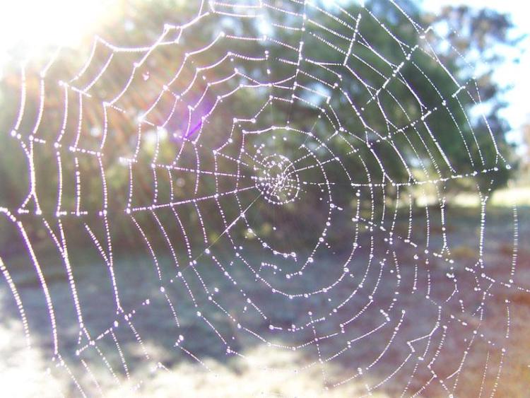 orb spider web