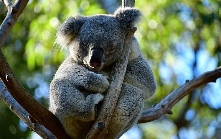 Koala pixabay