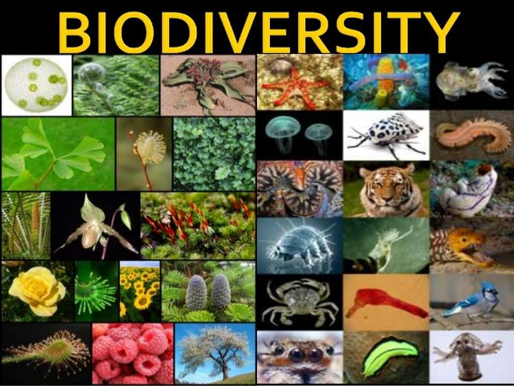 biodiversity of india 1 638