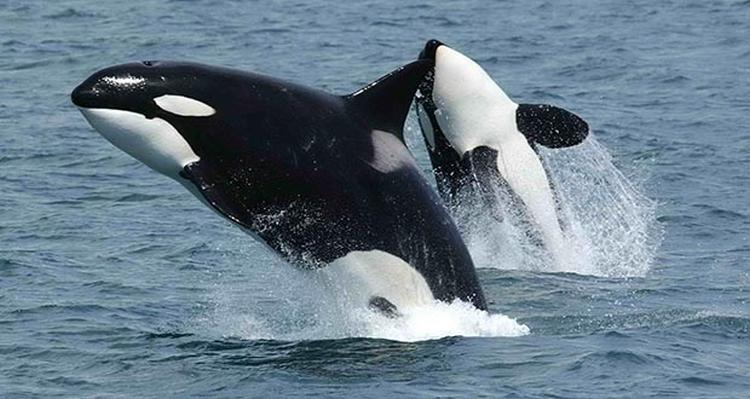 orke kitovi