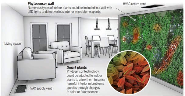 Biljke u zidovima 3 VIDIClanakVelika