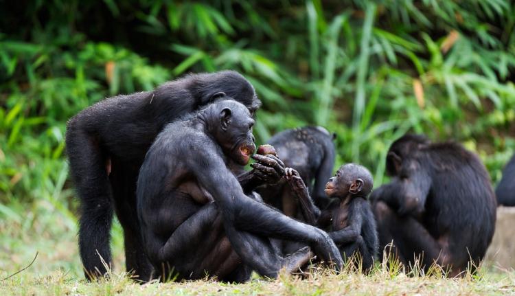 Bonobo majmuni NKP