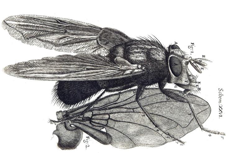 Hooke bluefly