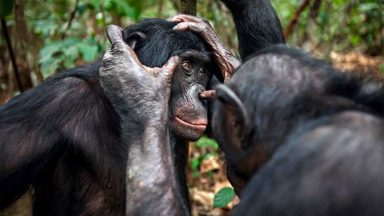 2 Bonobos Sight