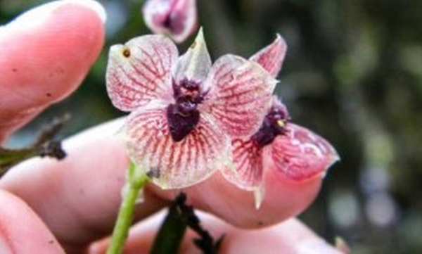 Djavolja orhideja fit 301x181
