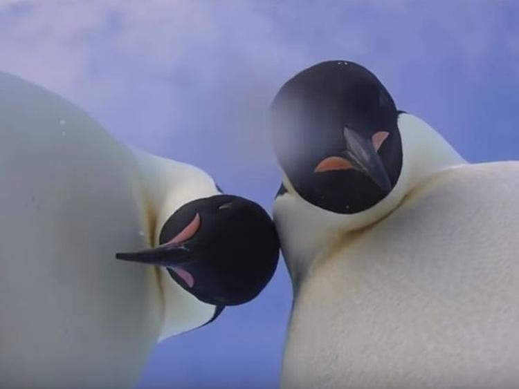 images 2018 03 pingvini napravili selfi aps 278974754