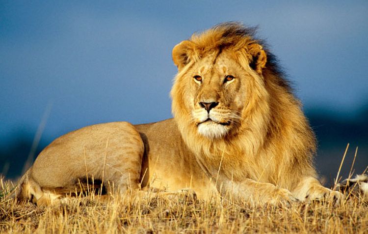 lav kralj