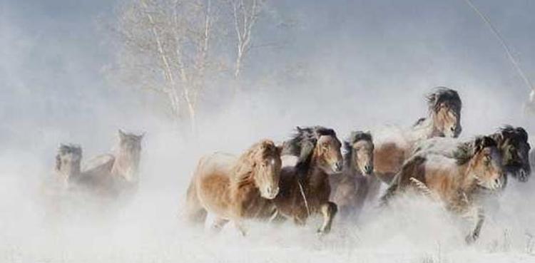 mongolski divlji konji1