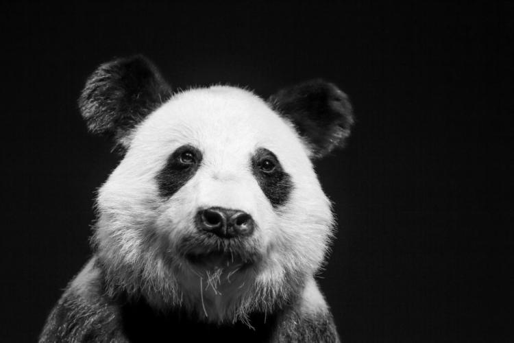 snimljena retka bela panda aps 770840117