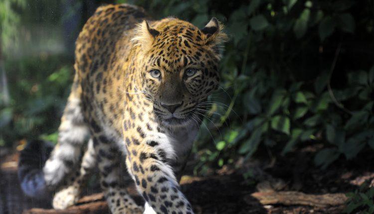1china leopard