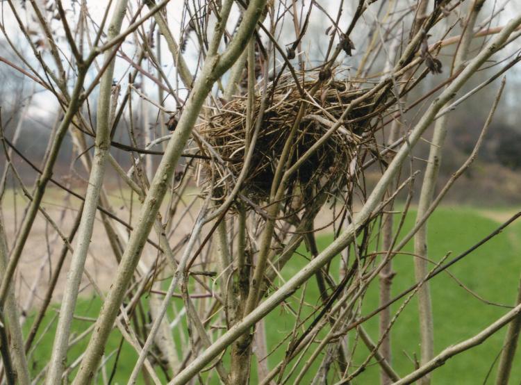 Birds nest on Amorpha Hartmut Ern
