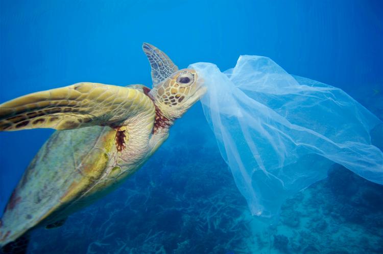 Turtle Eating Plastic Bag meitu 1