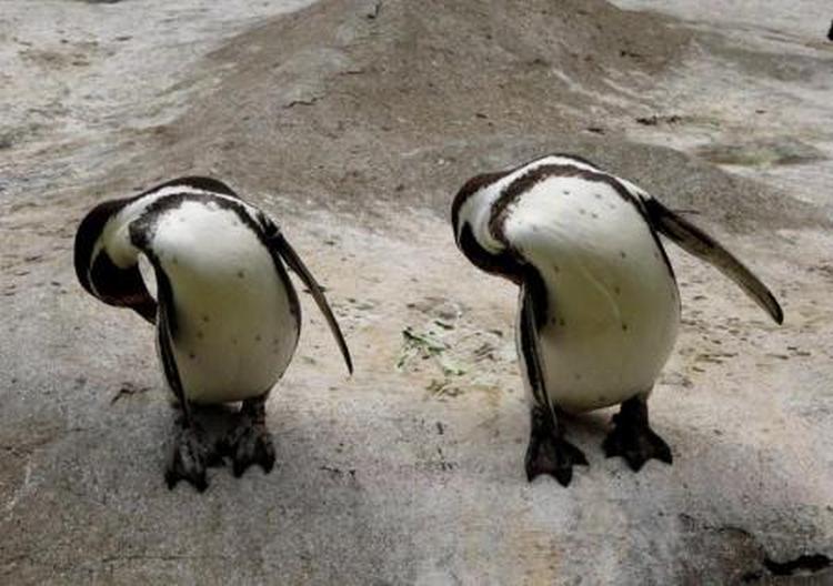 a 1144187813 pingvini