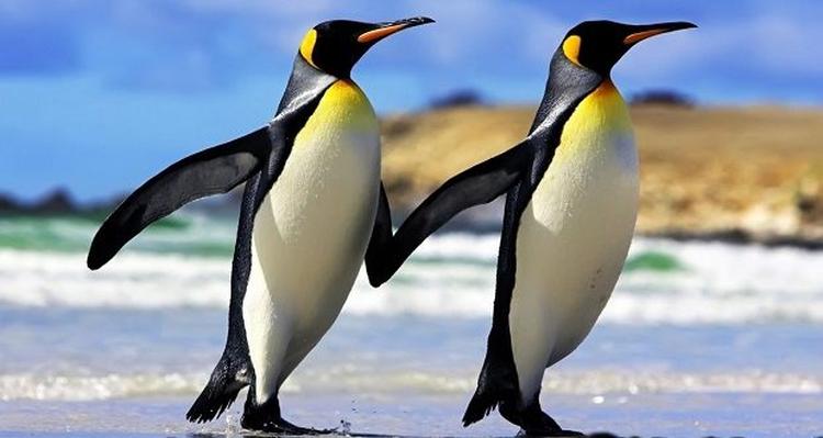 antarkticki kraljevski pingvini 620x330