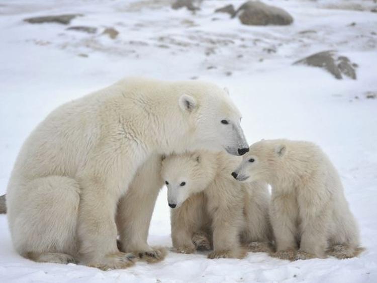 images 2018 02 polarni medvedi ce izumreti za 30 godina aps 451170268
