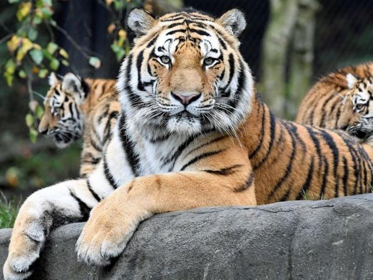 images 2018 02 tigrovi izumiru aps01 530685057