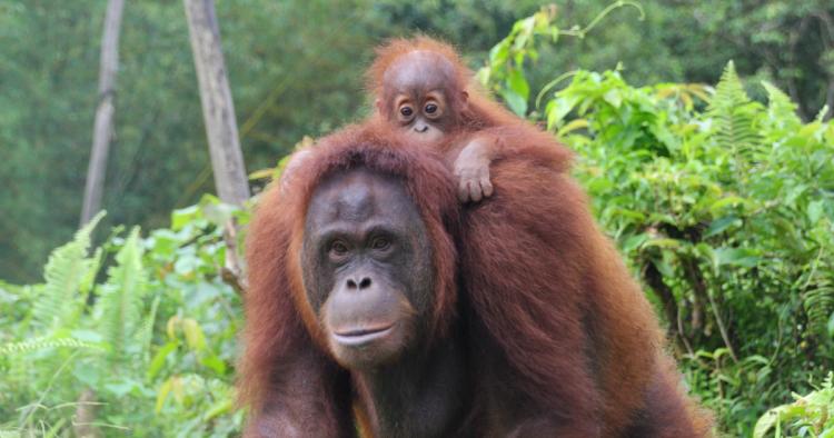international orangutan day meaningful how to save orangutans