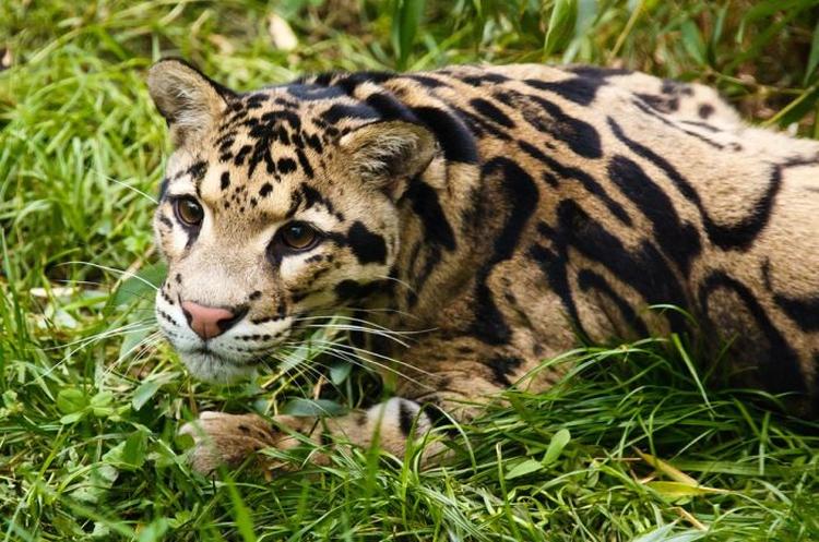 leopard oblacasti pixabay