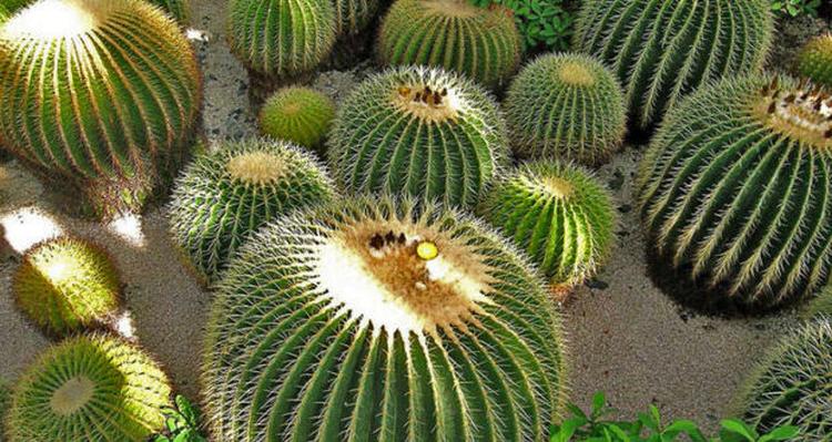 mexico cactus kaktus 620x330