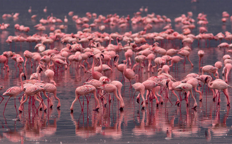 pink flamingos on lake nakuru kenya 7da67ed3 be01 41db a4c3 5bd1f3777d32