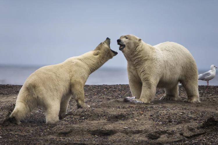 polarni medvjedi
