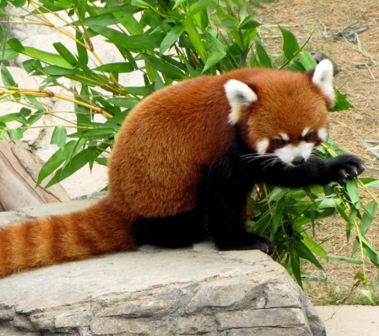 red pandas freeimages2