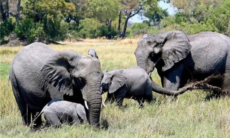 slonovi zimbabve1 696x418
