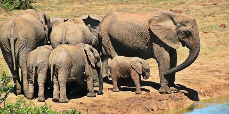 slonovi afrika