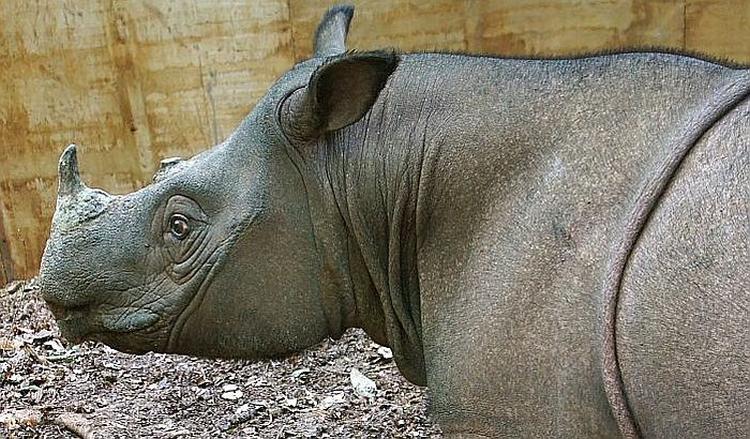 sumatranski nosorog afp geti