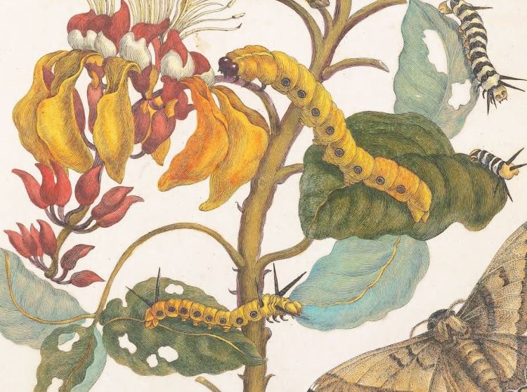 Merian Metamorphosis 00008 detail 5