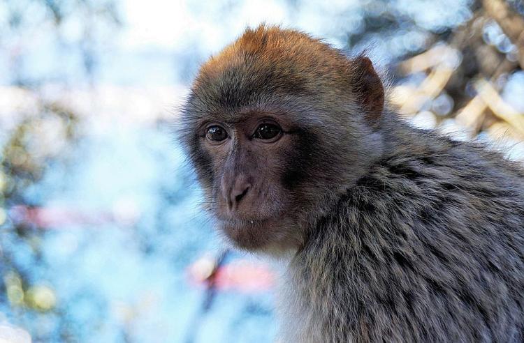 makaki majmun pixabay