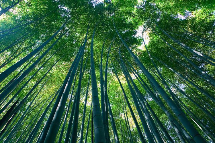 Sagano Bamboo forest Arashiyama Kyoto ver.2