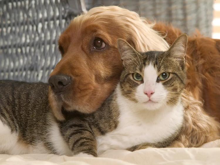 cat and dog1