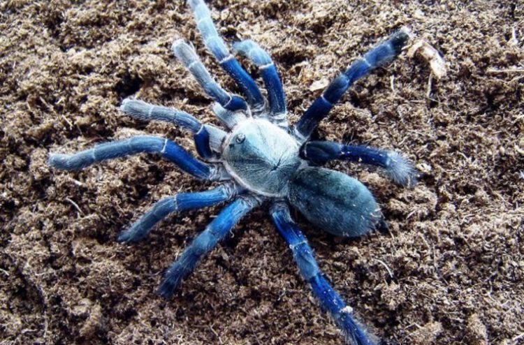 kobalt plava tarantula naslovna 759x500