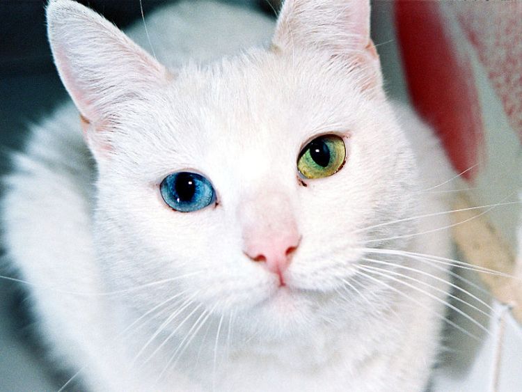 mačka oči foto wikimedia