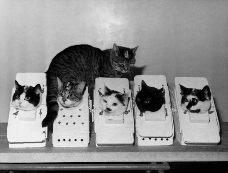 mačke foto NASA Archives