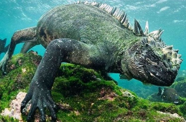 morska iguana naslovna 759x500 foto reddit