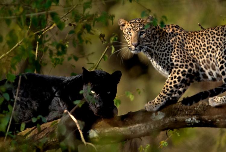 panter i leopard aps 407813201