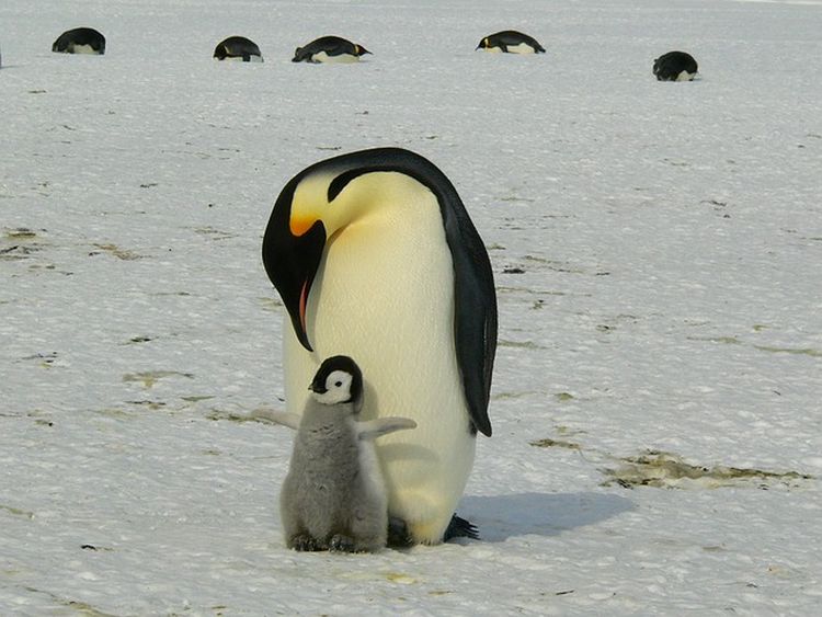 pingvini foto pixabay