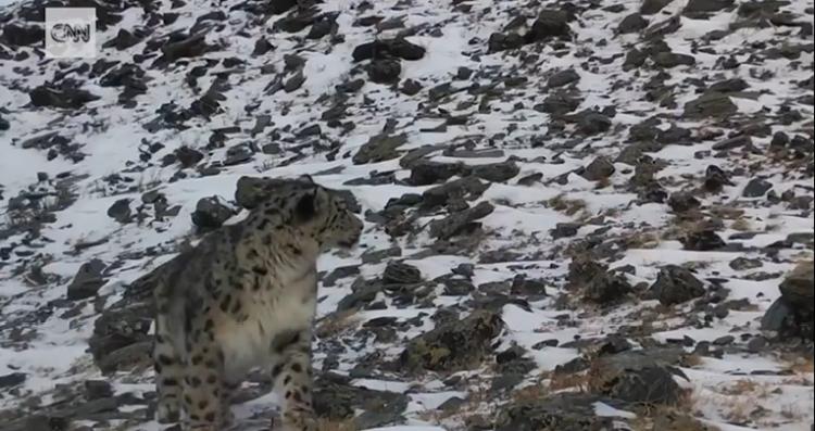 snježni leopardjpg