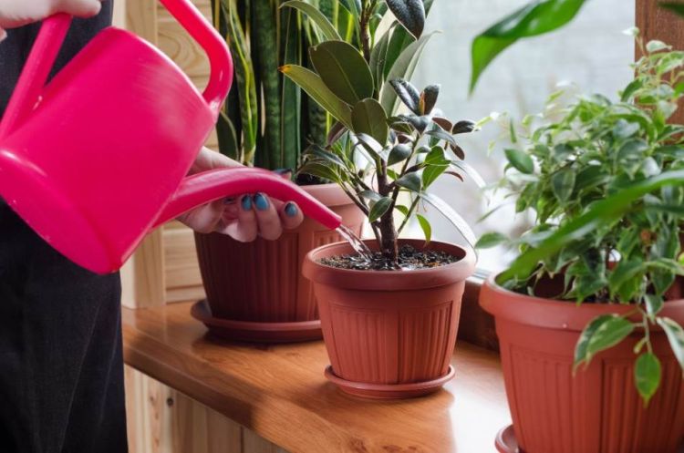 sobne biljke preciscavaju vazduh foto Shutterstock