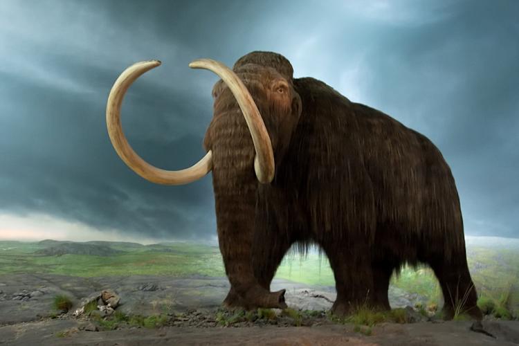 vunasti mamut
